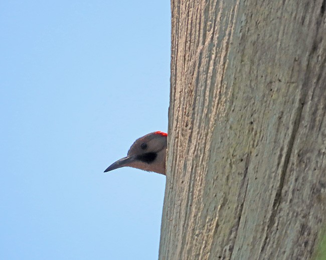 Northern Flicker (Yellow-shafted) - ML584839891