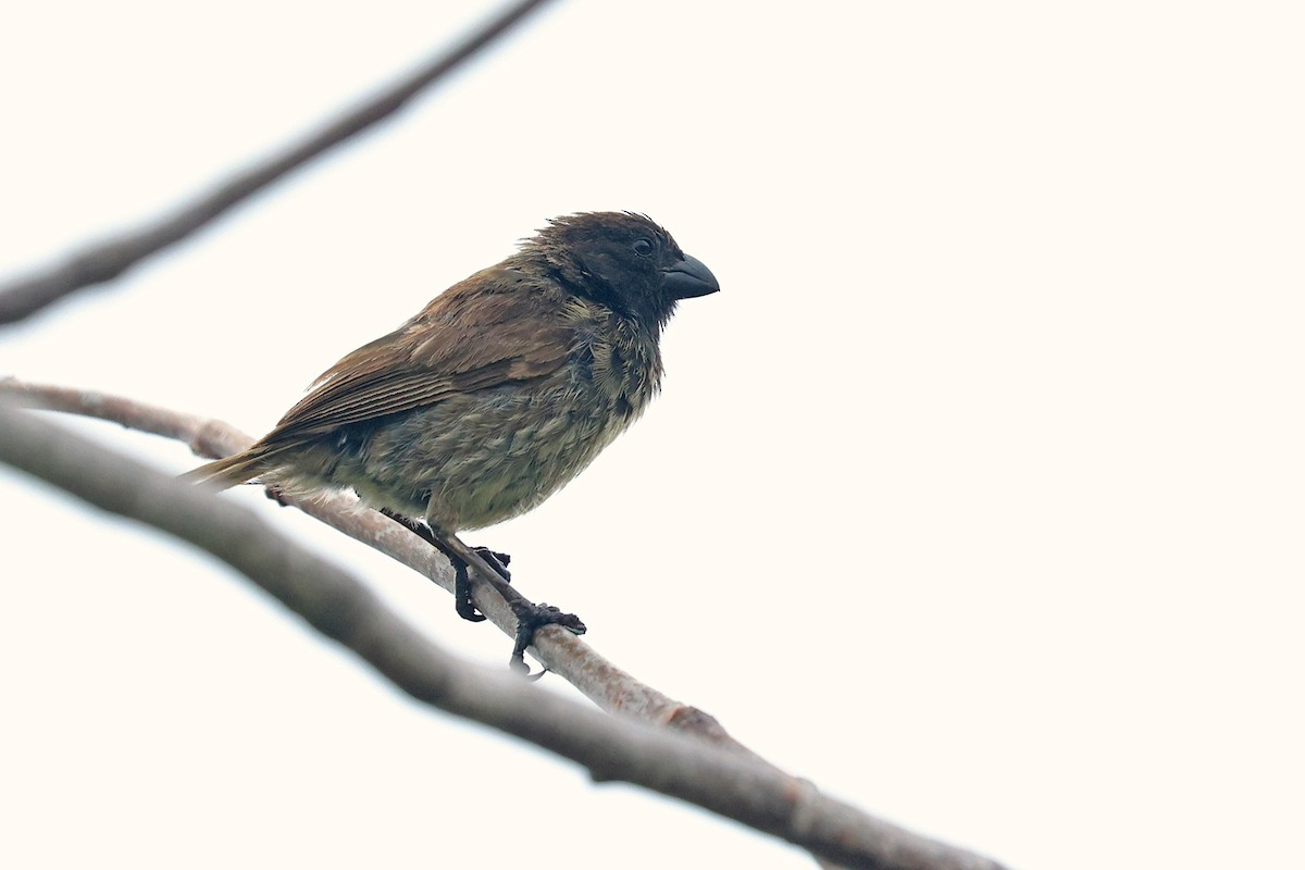 Small Tree-Finch - ML584840041