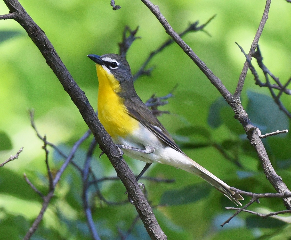 lesníček žlutoprsý (ssp. auricollis) - ML584841711