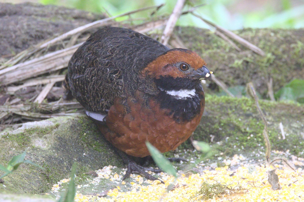 Rufous-fronted Wood-Quail - Severin Uebbing