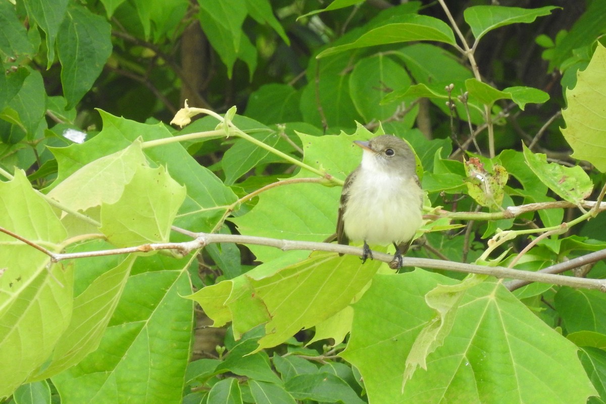 Willow Flycatcher - Judith Birkel