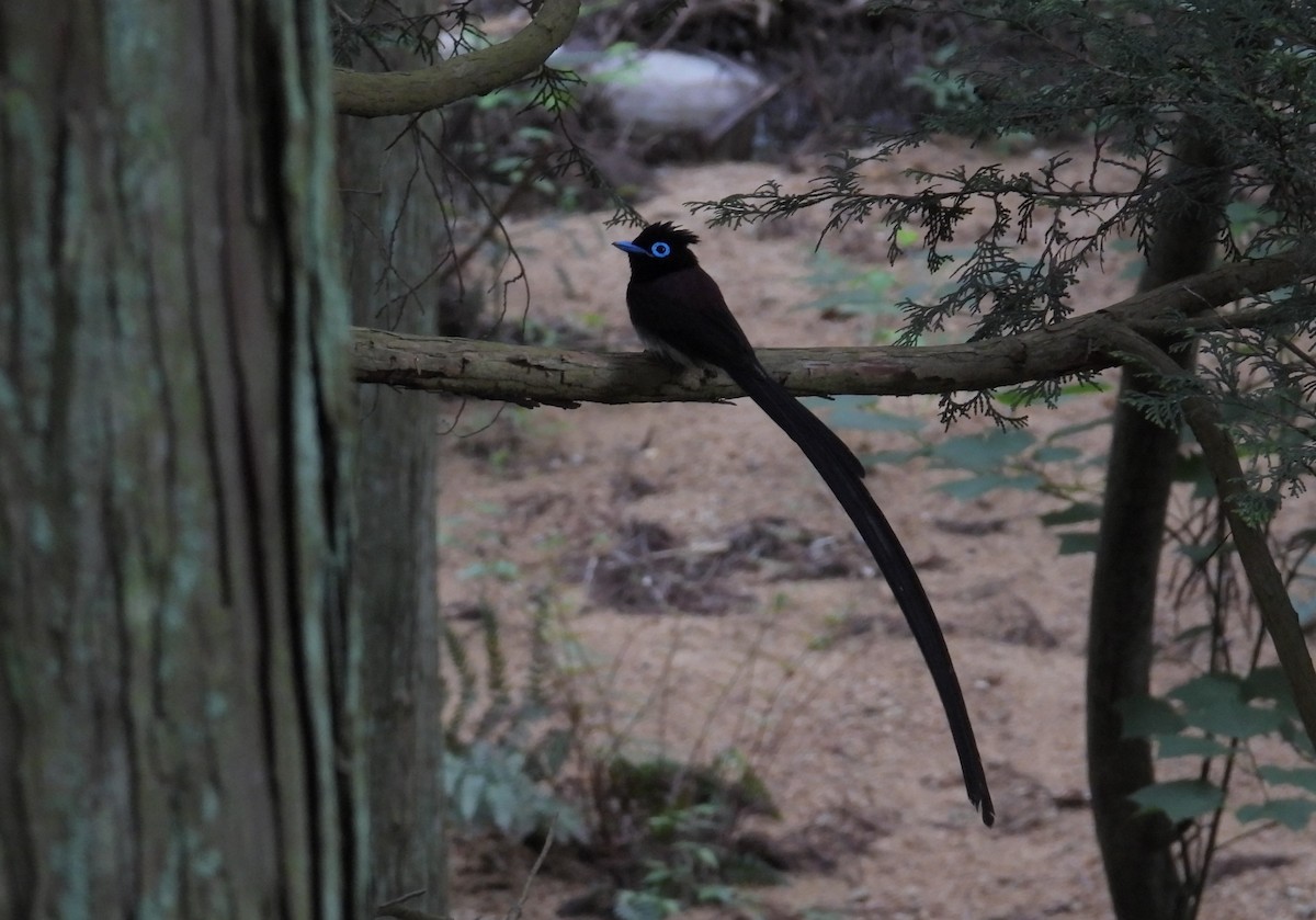 Black Paradise-Flycatcher - ML584842131