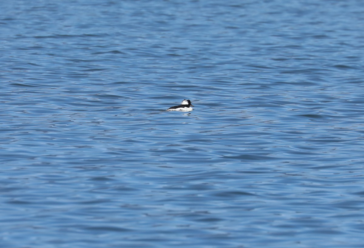 Bufflehead - Chuck Gates