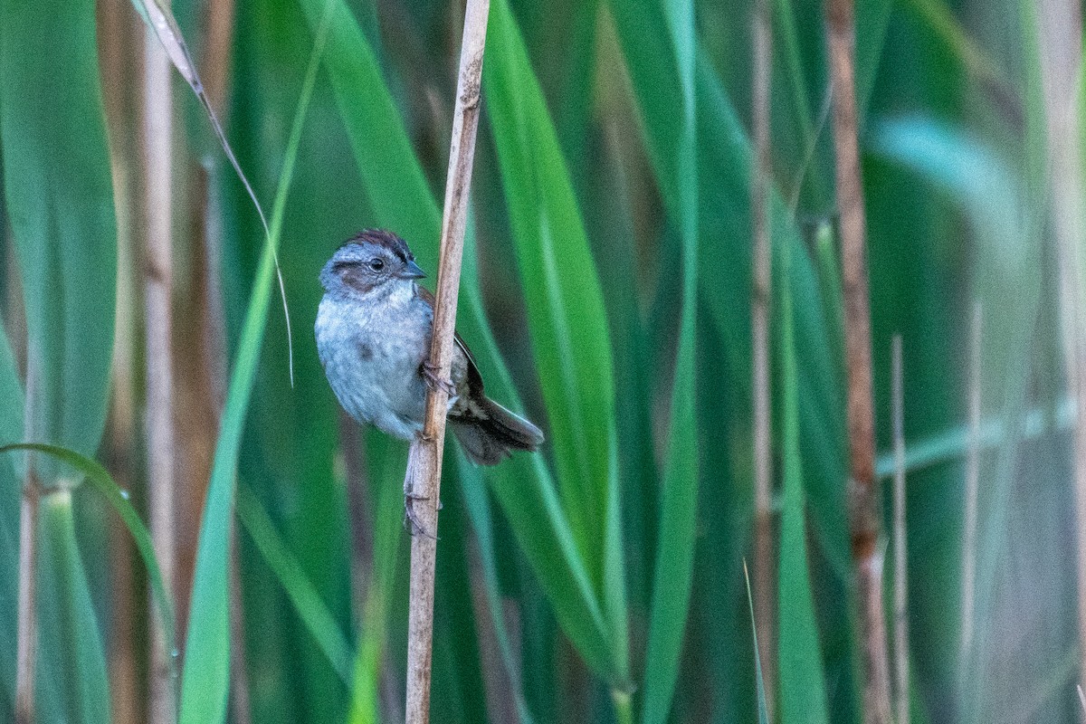 Swamp Sparrow - Jay Rand