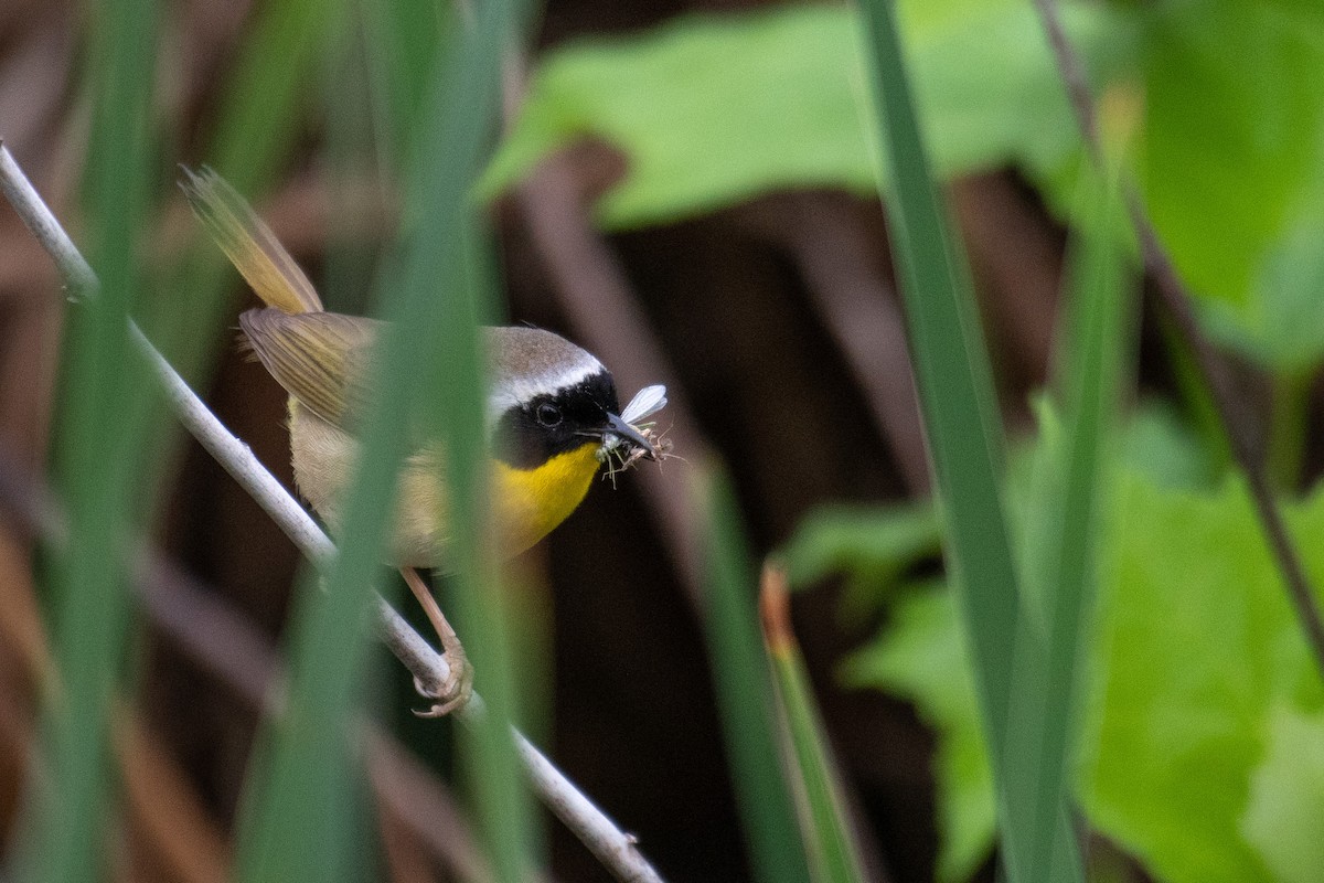 Common Yellowthroat - ML584844841