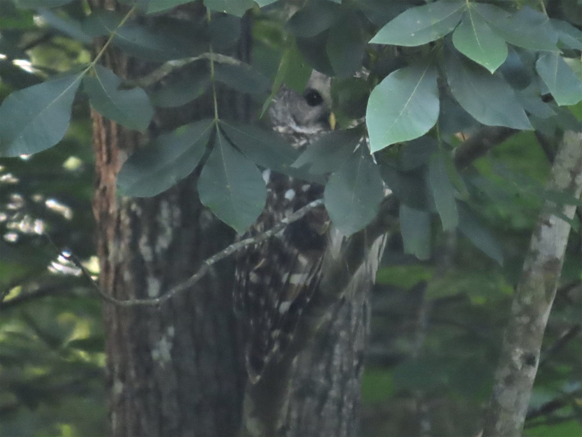 Barred Owl - ML584845201