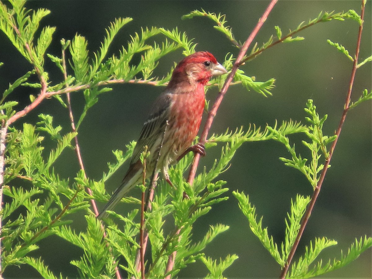 House Finch - ML584845361