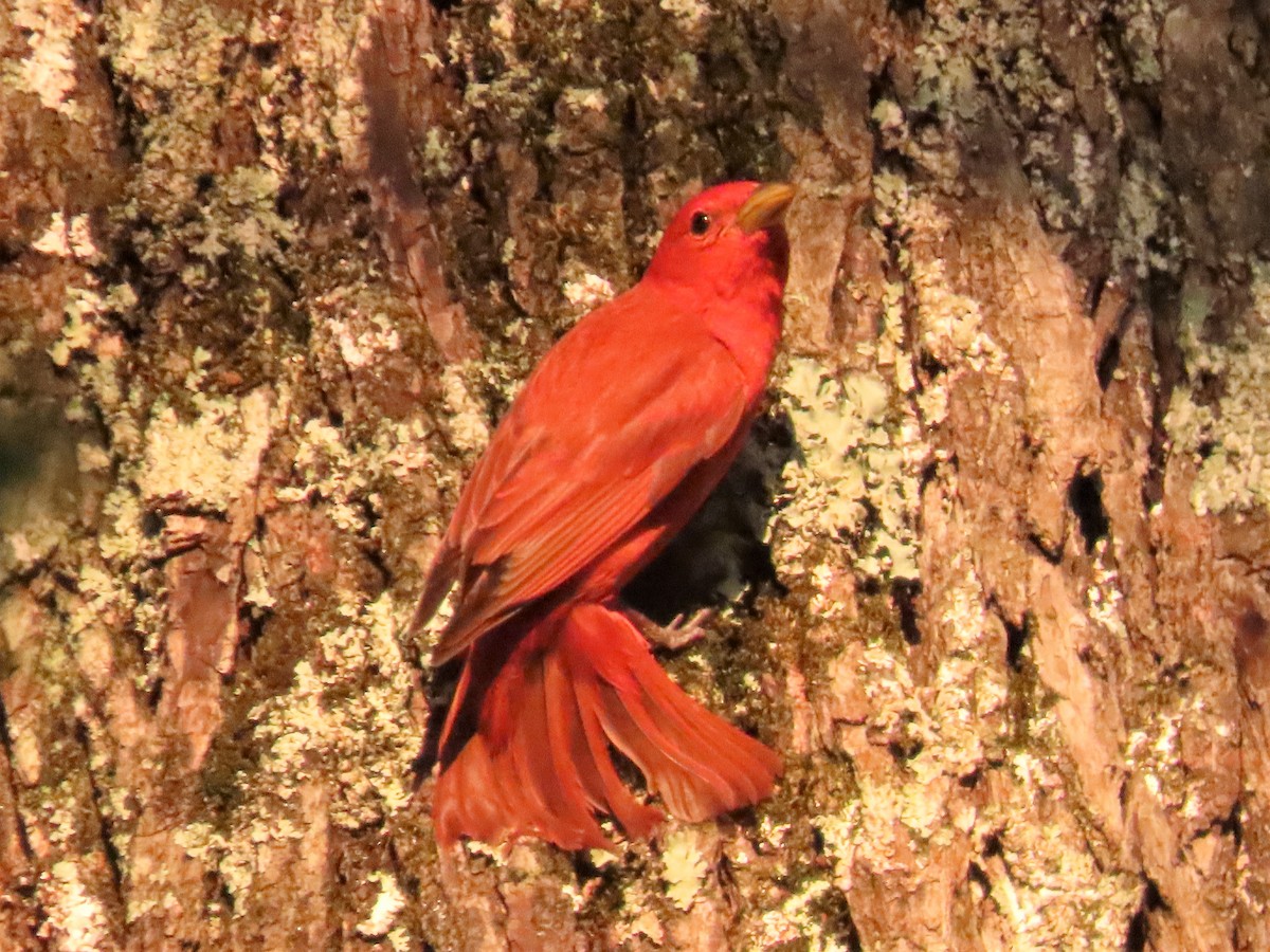 Summer Tanager - ML584845431