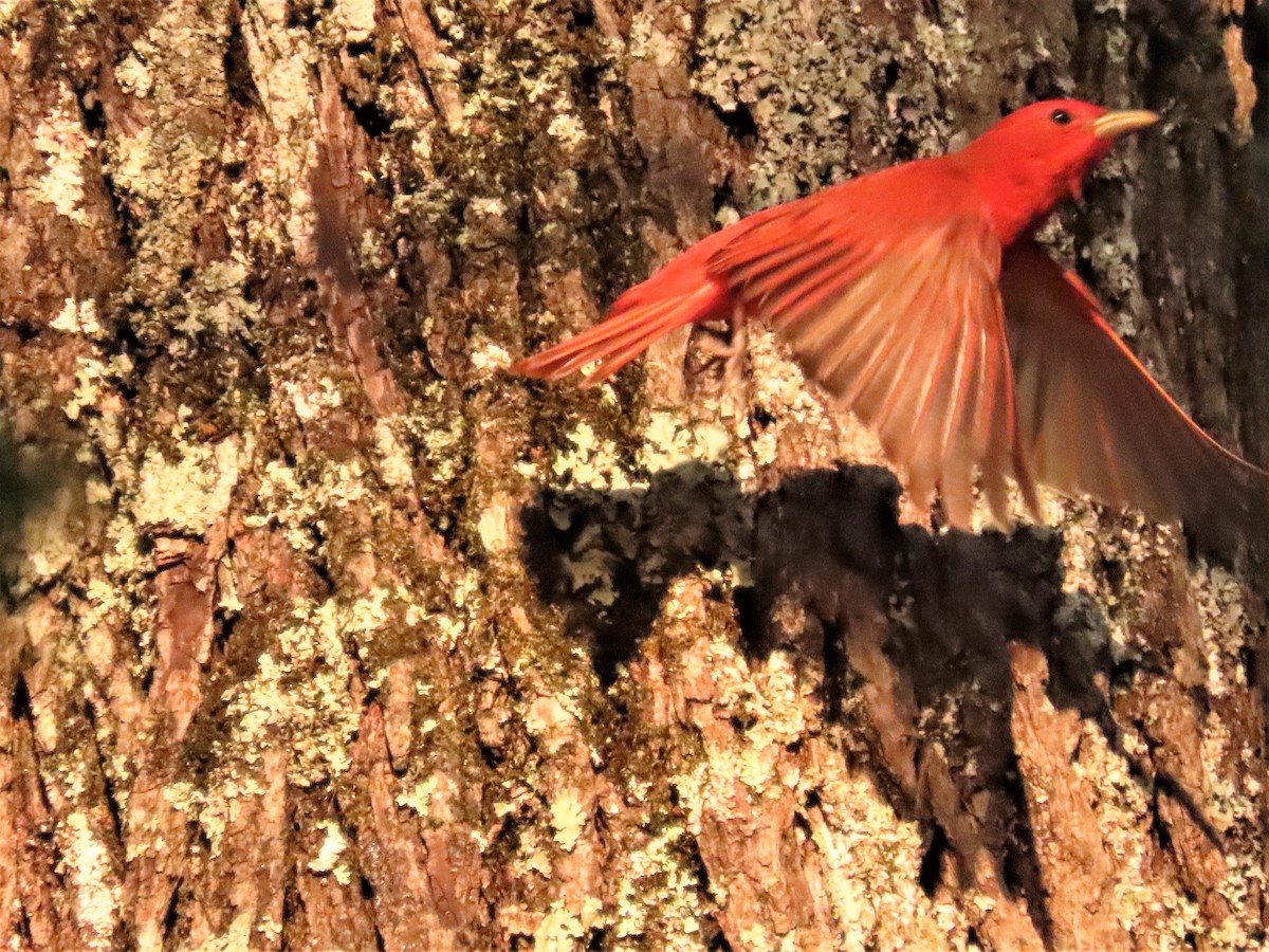 Summer Tanager - ML584845441
