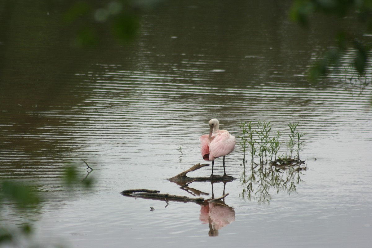 Roseate Spoonbill - Walker  Catlett