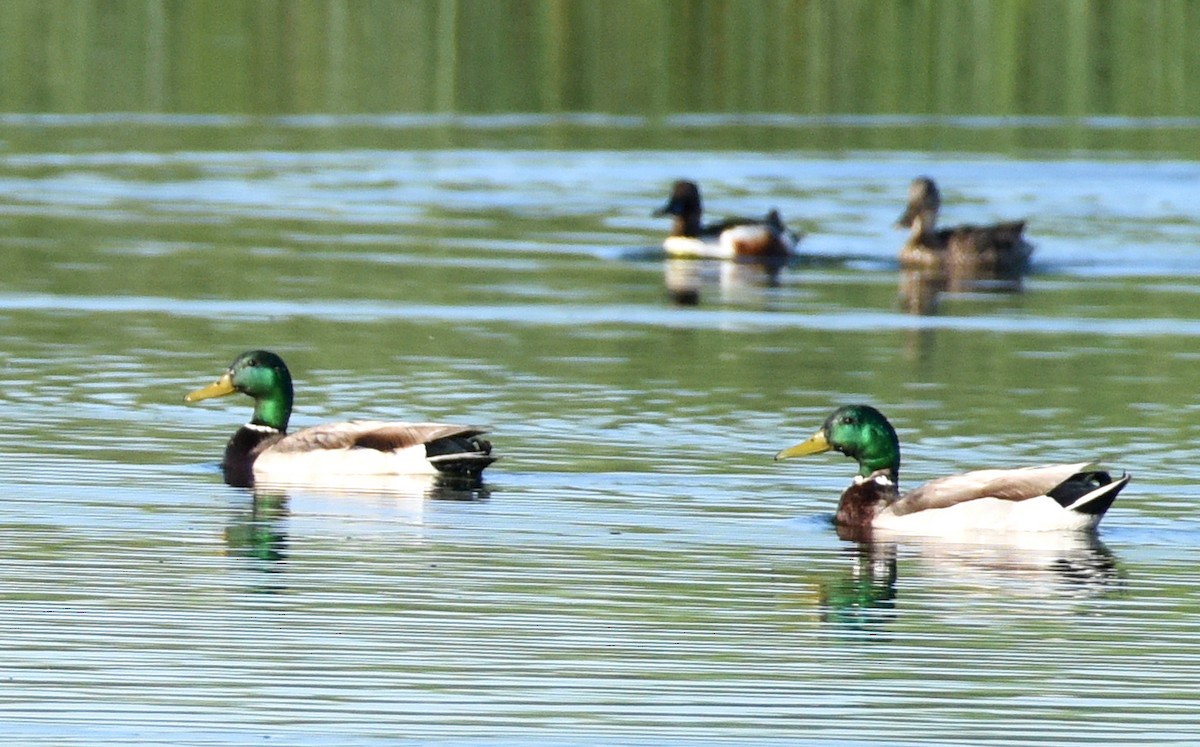 Canard colvert - ML584846531