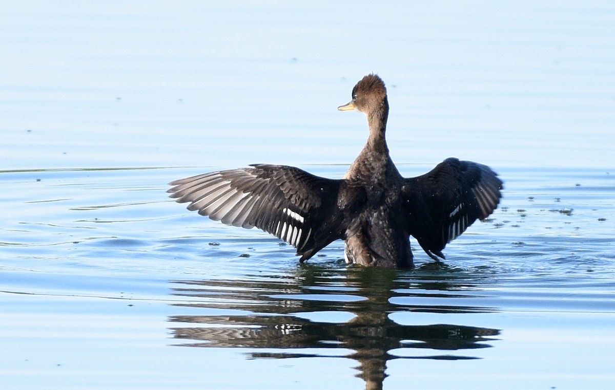 Hooded Merganser - ML584846651