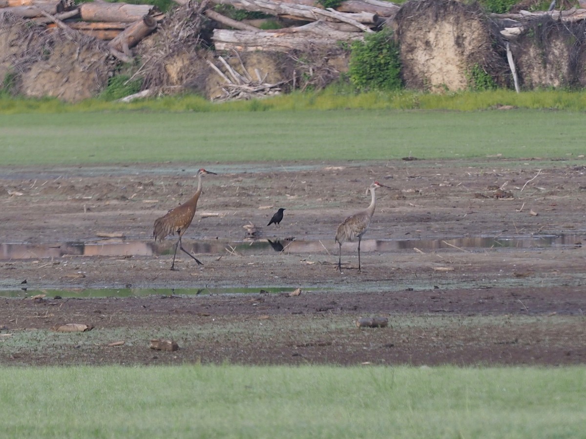 Sandhill Crane - ML584847381