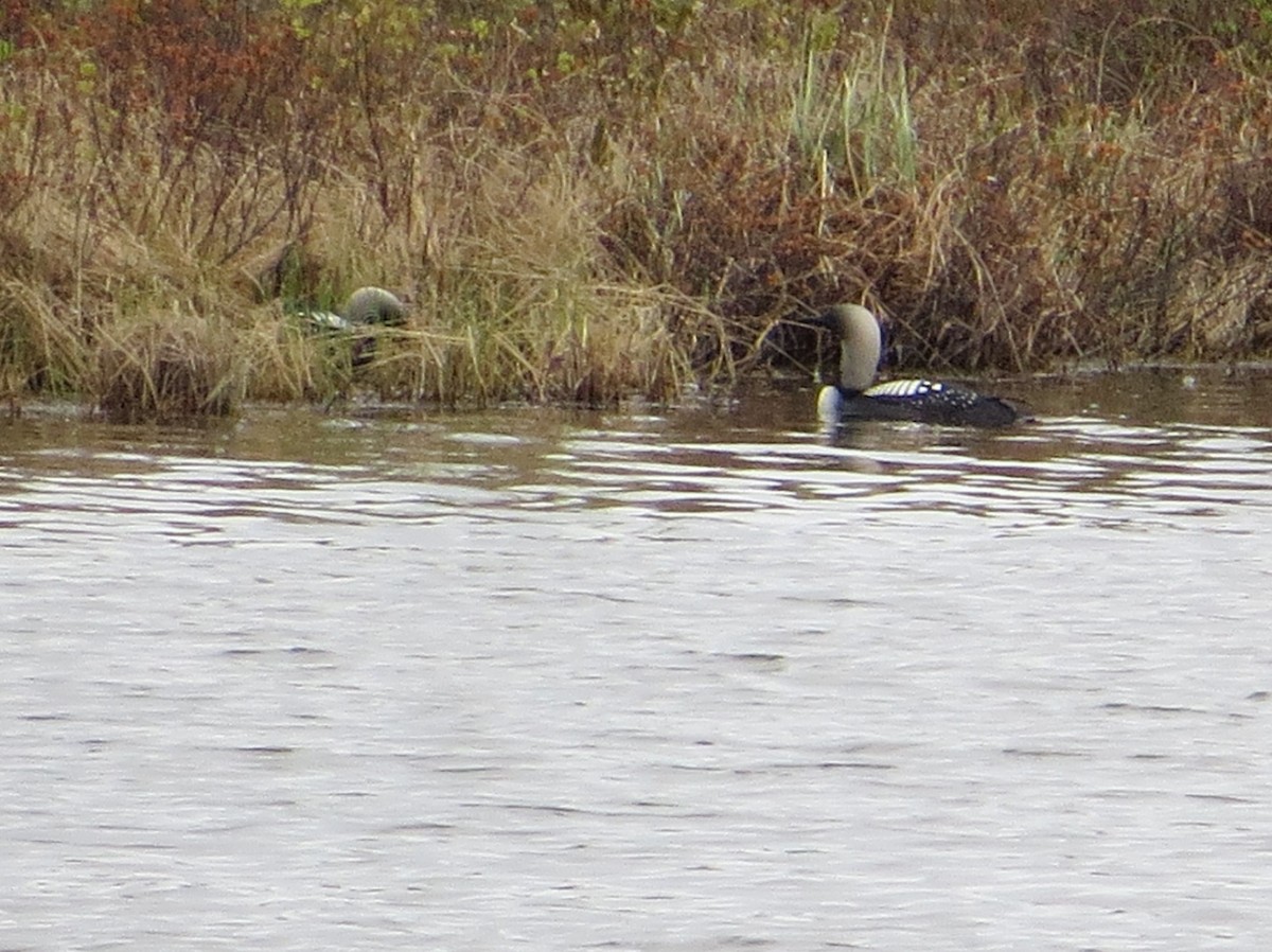 Pacific Loon - ML584847401