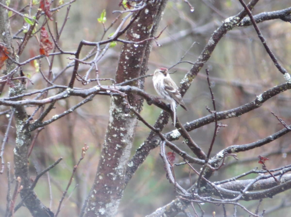 Common Redpoll - ML584847711