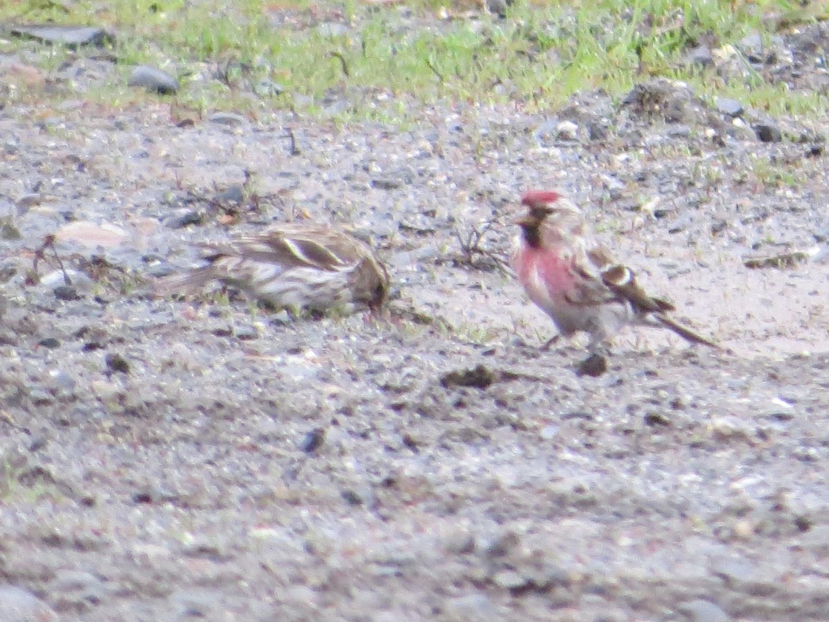 Common Redpoll - ML584847721