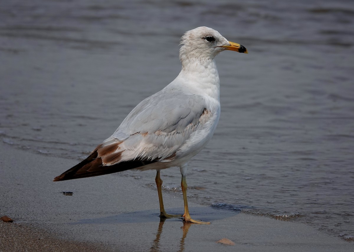 Herring Gull - jerry pruett