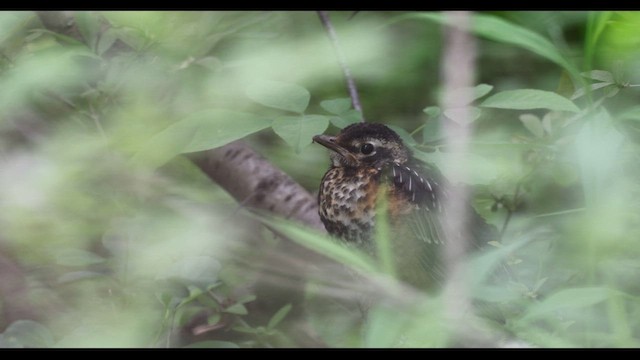 American Robin - ML584848601