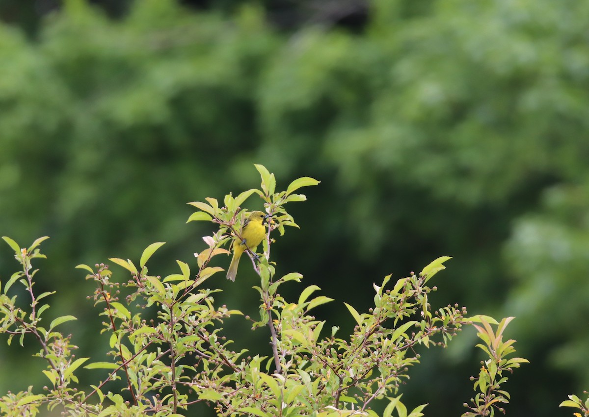 Orchard Oriole - ML584848641