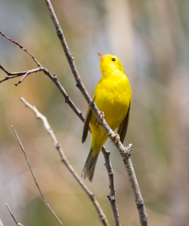 Wilson's Warbler - ML584849071