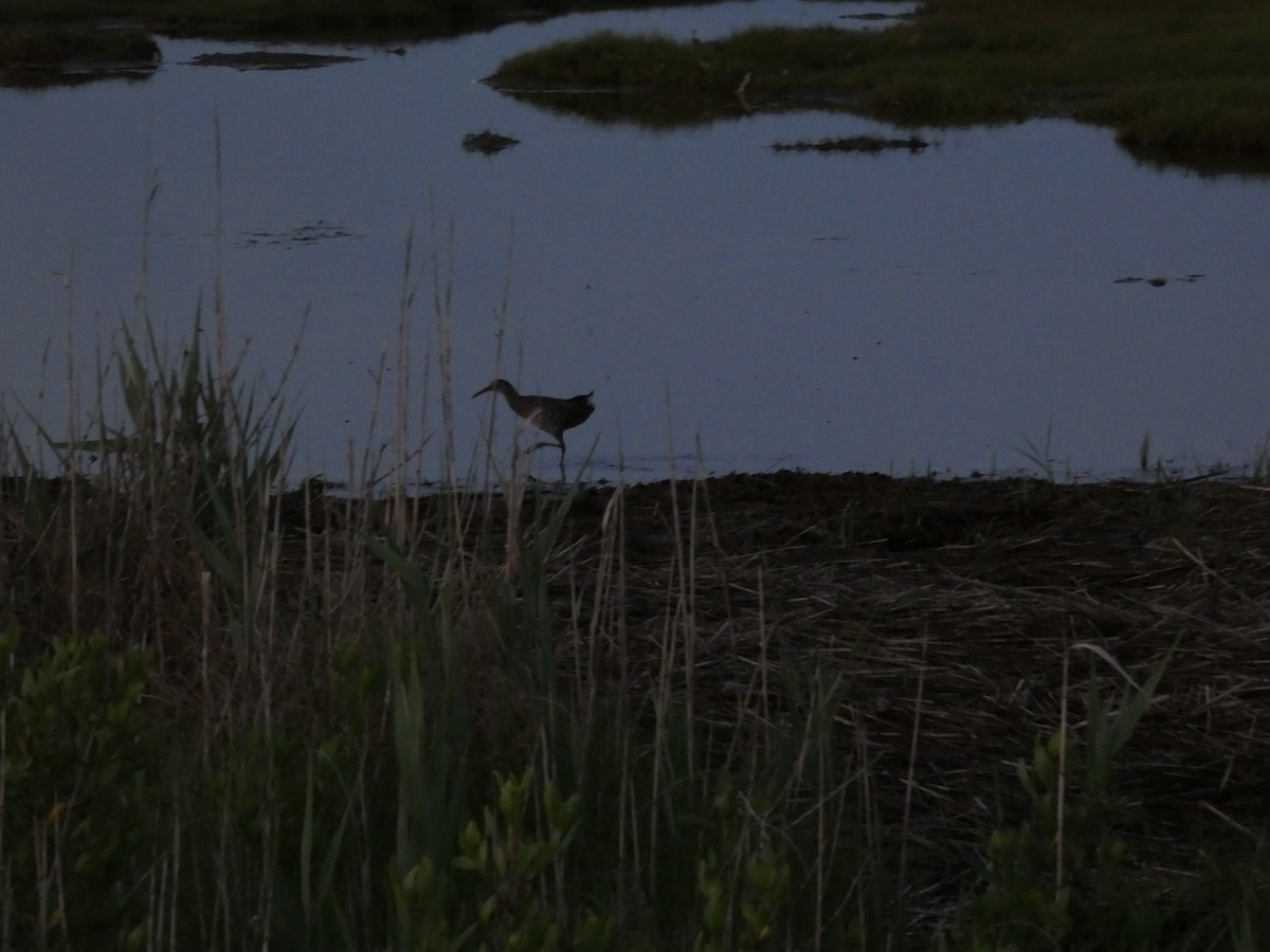 Clapper Rail - ML584850261