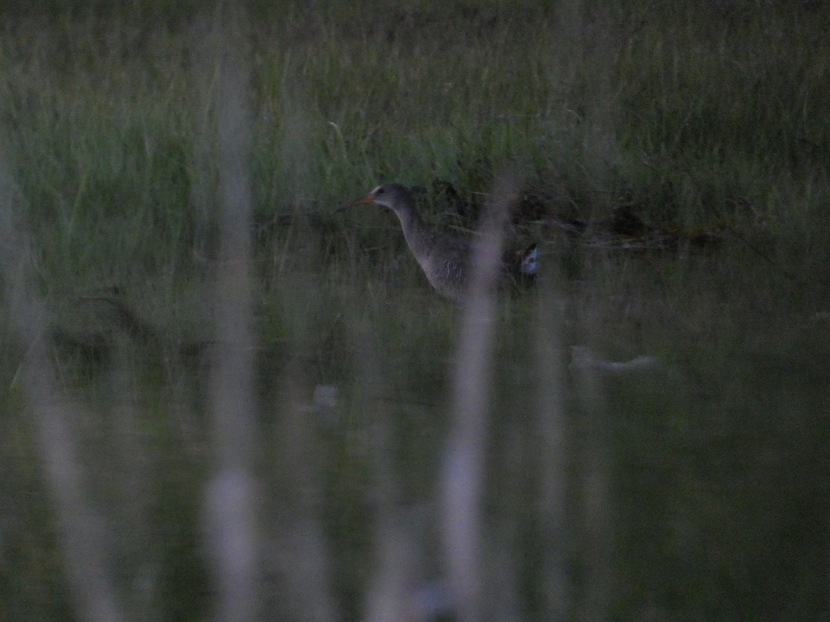 Clapper Rail - ML584850271