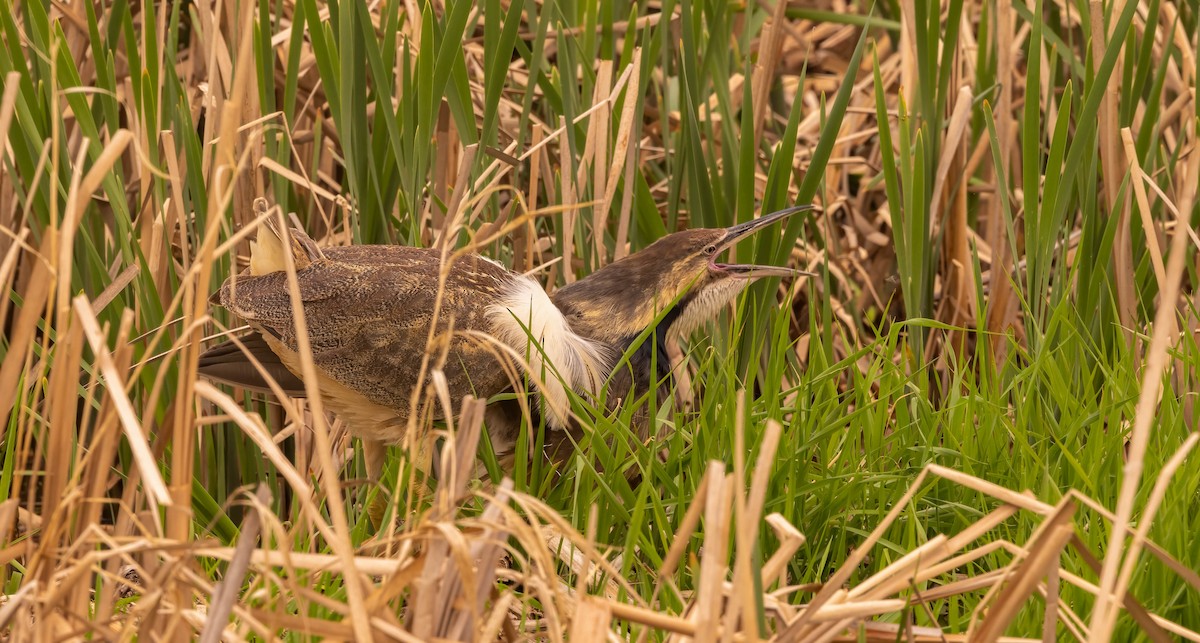 American Bittern - ML584851071