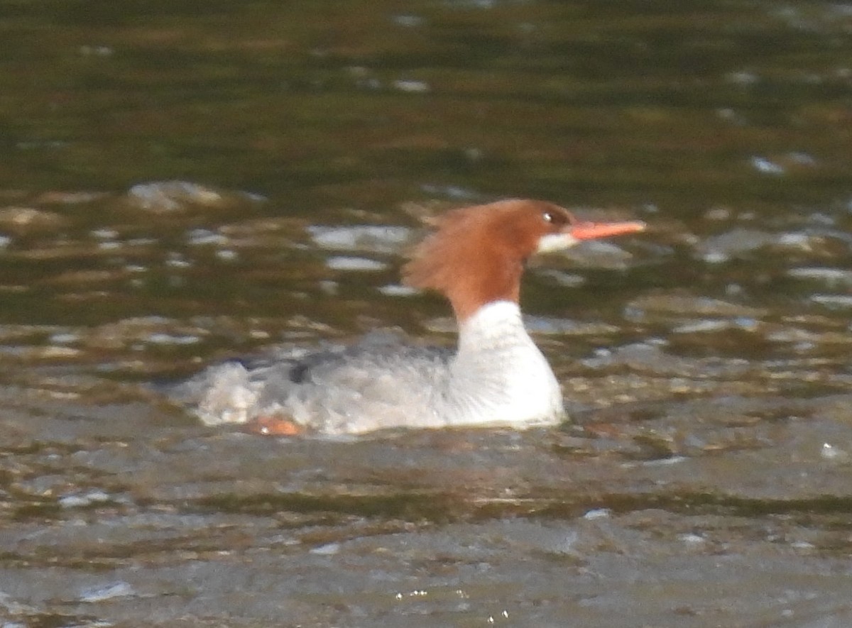 Common Merganser - ML584851591