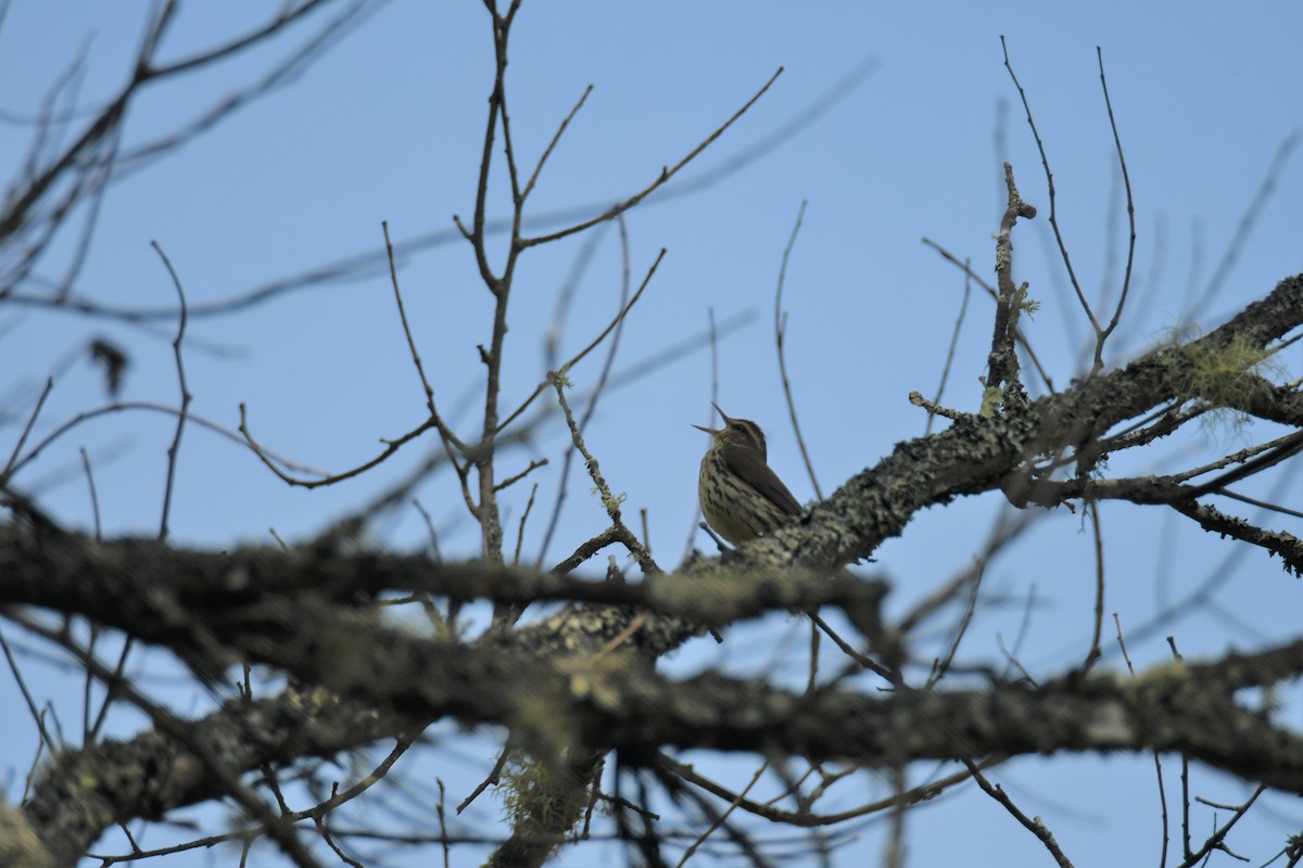 Northern Waterthrush - ML584852171