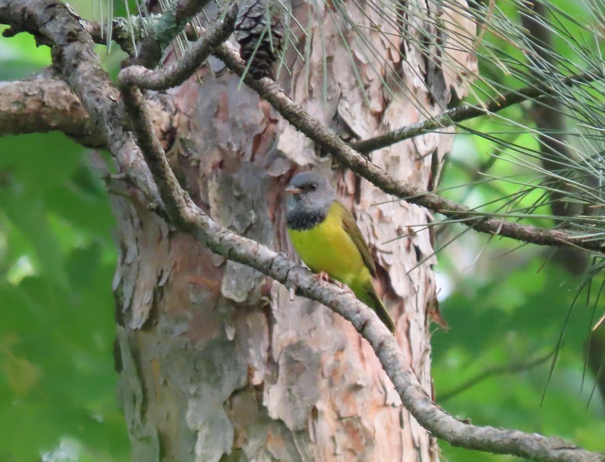 Graukopf-Waldsänger - ML584852551