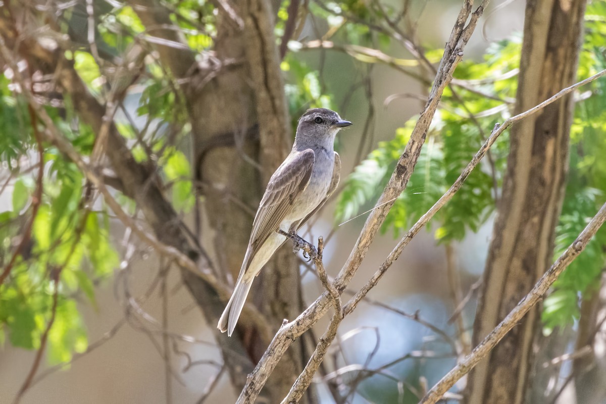 Crowned Slaty Flycatcher - Jodi Boe