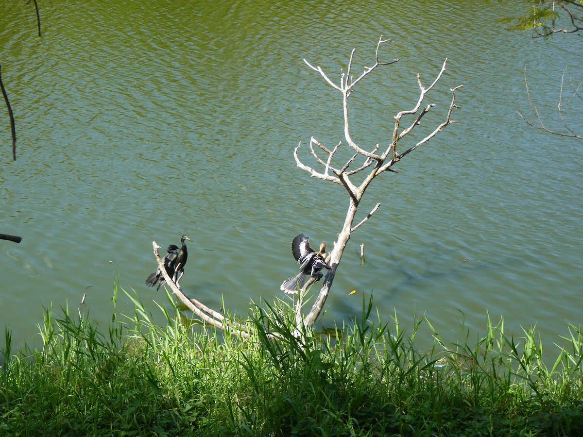 Anhinga Americana - ML584853981