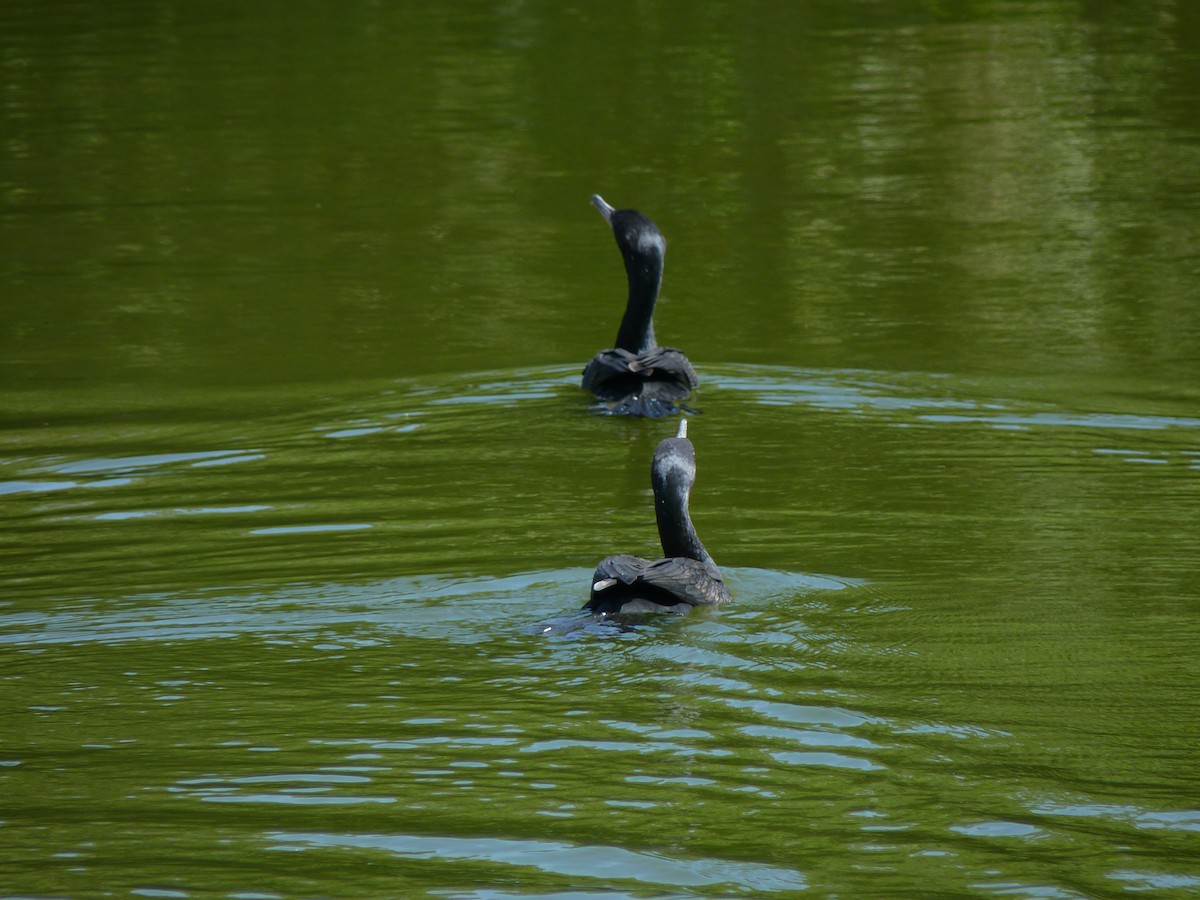 Neotropic Cormorant - ML584854131