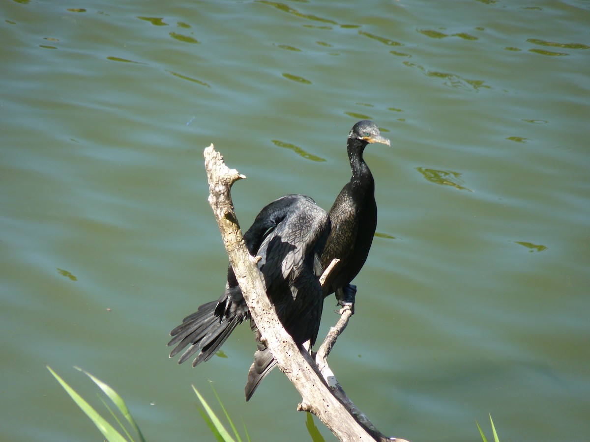 Cormorán Biguá - ML584854141