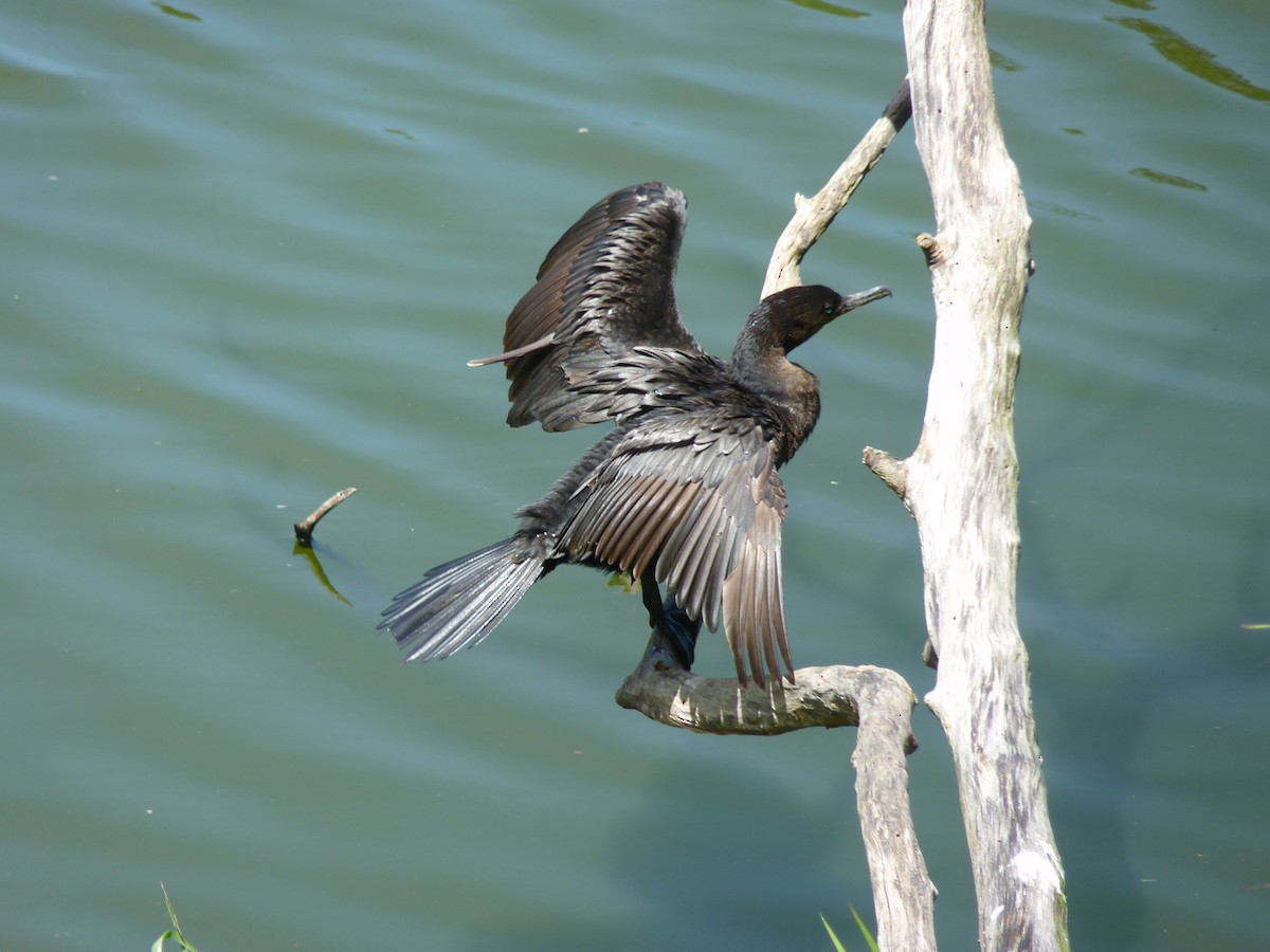 Cormorán Biguá - ML584854161