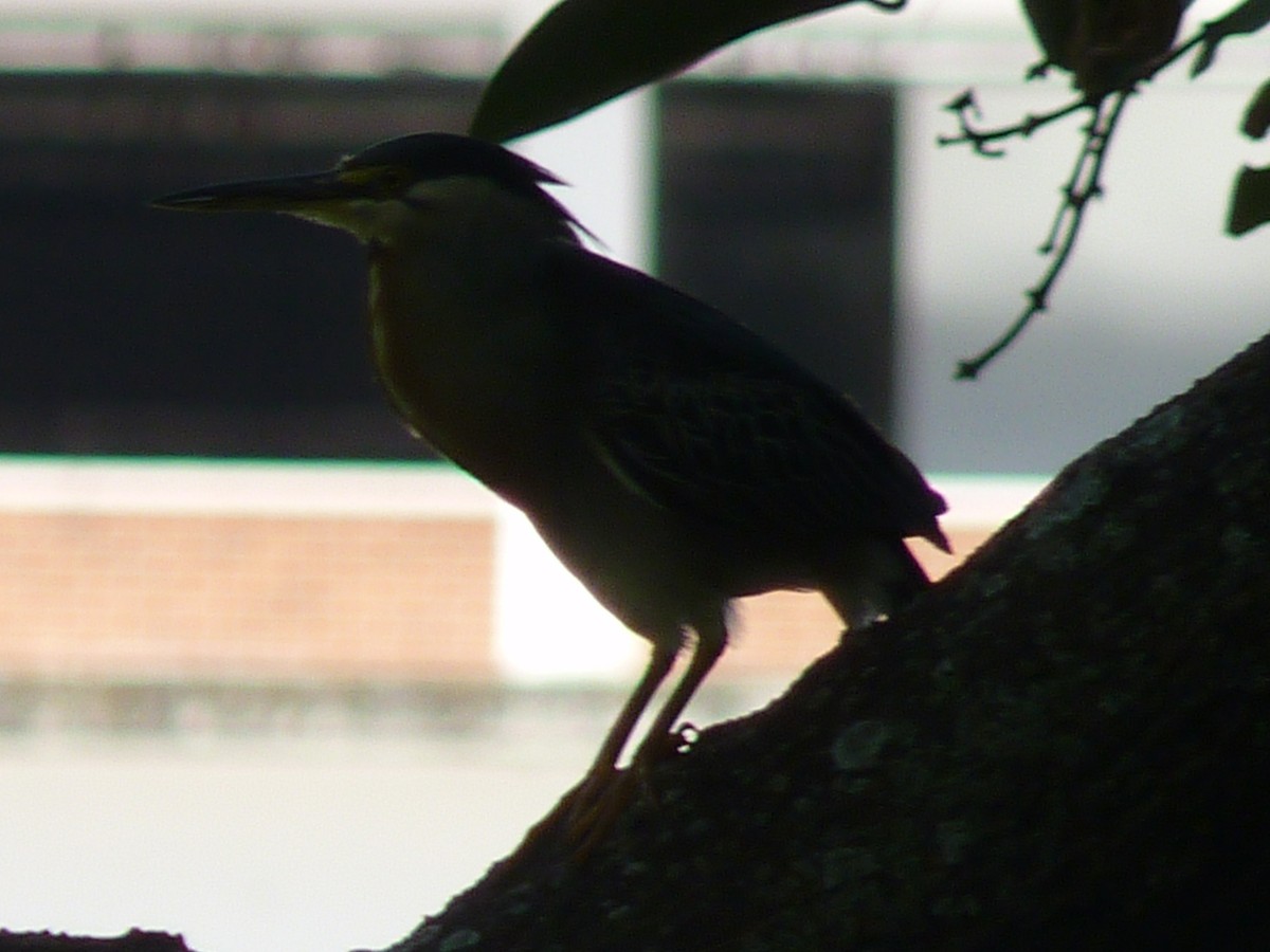 Striated Heron - ML584854281