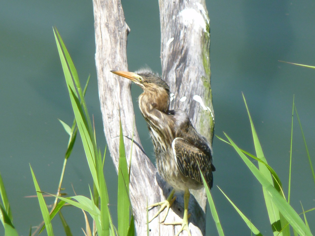 Striated Heron - ML584854291