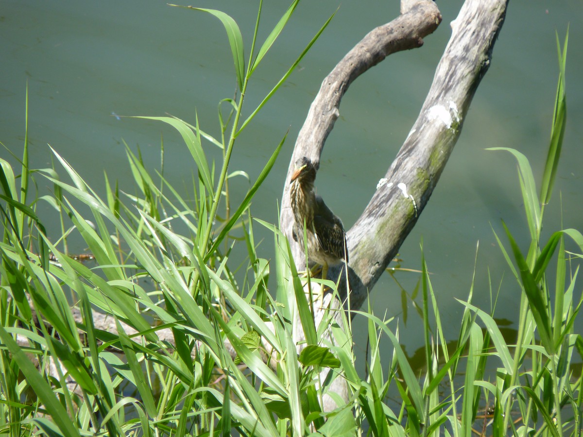 Striated Heron - ML584854301