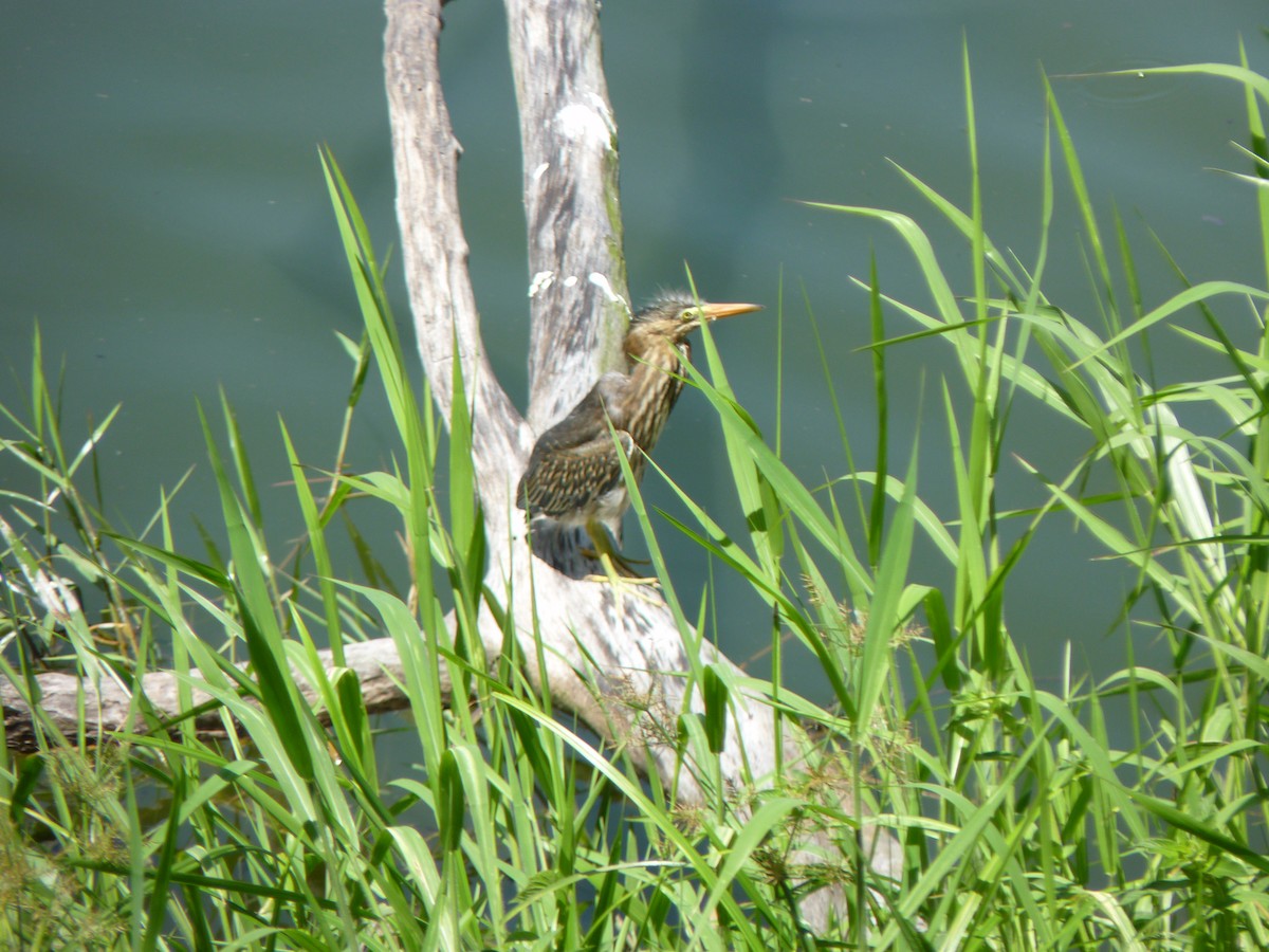 Striated Heron - ML584854311