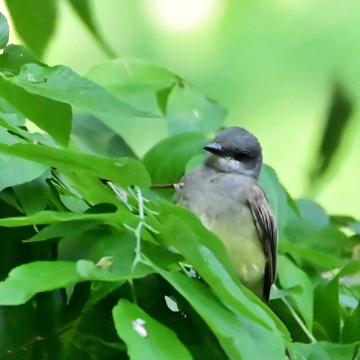 Cassin's Kingbird - ML584854971