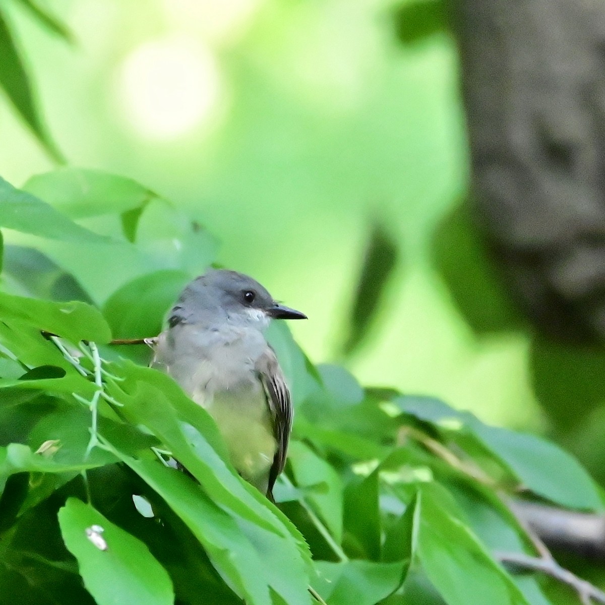 Cassin's Kingbird - ML584854981