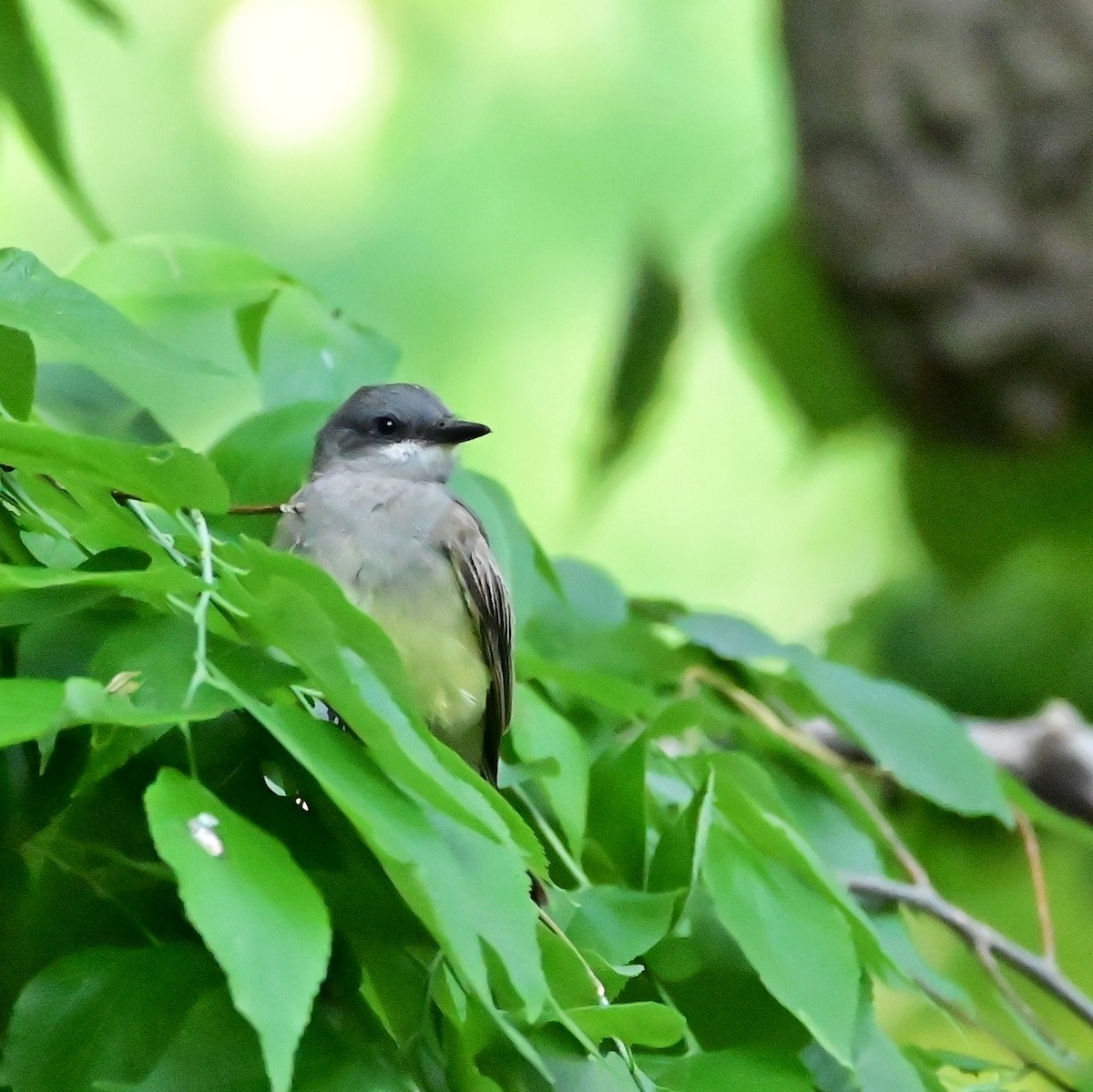 Cassin's Kingbird - ML584854991