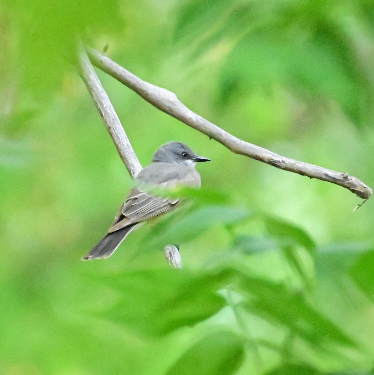 Cassin's Kingbird - ML584855011