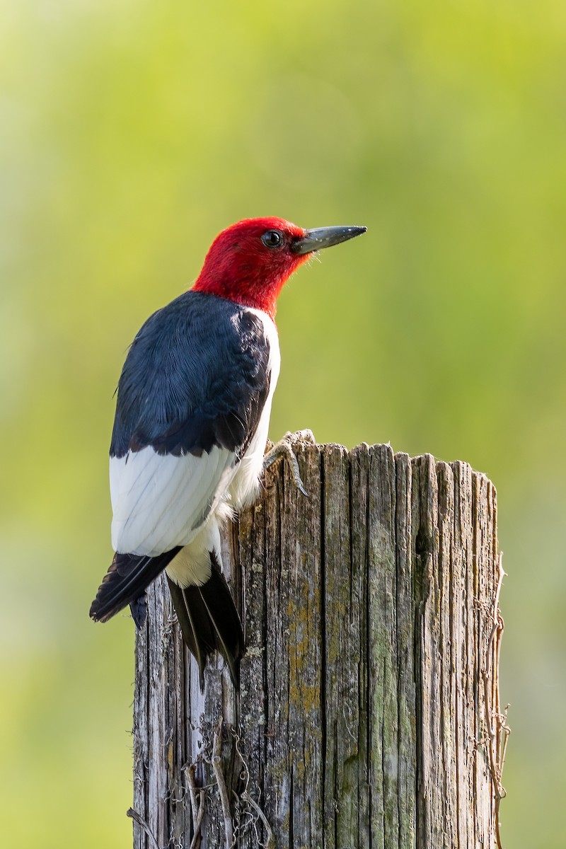 Red-headed Woodpecker - Nicholas March