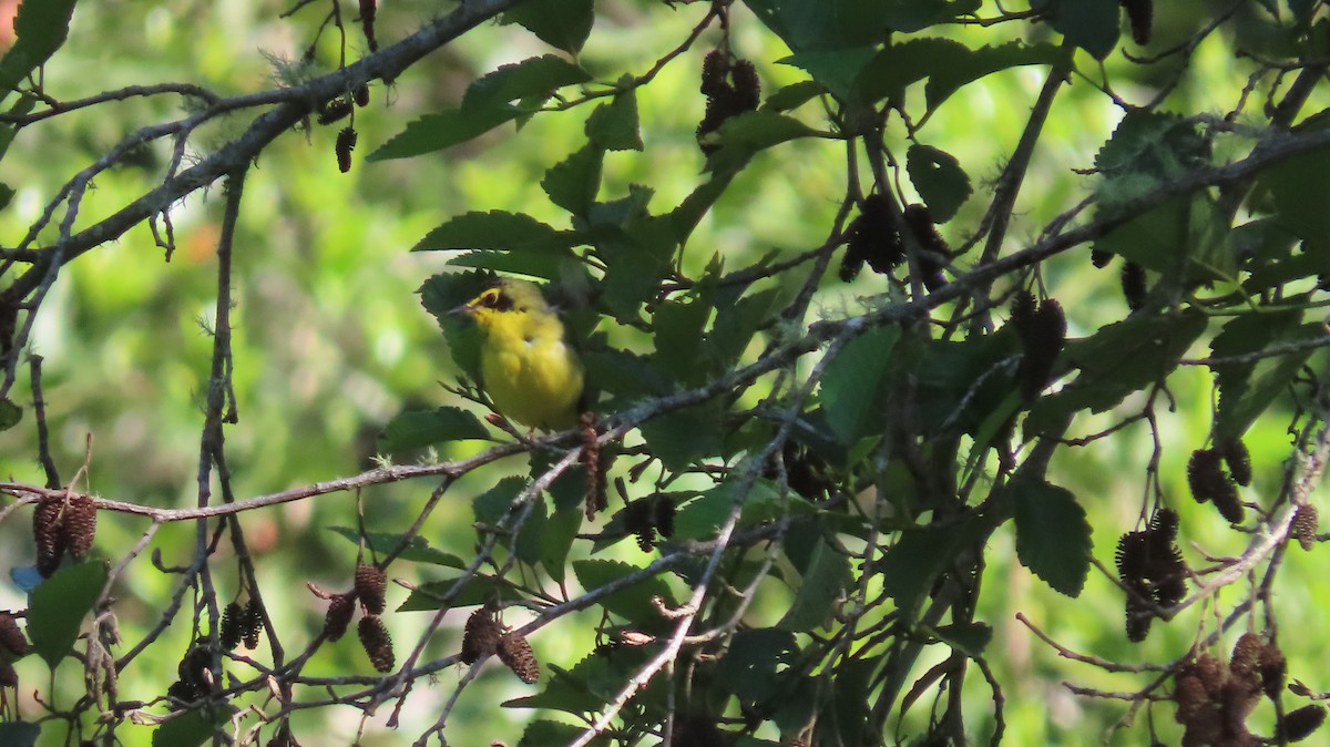 Kentucky Warbler - ML584855811