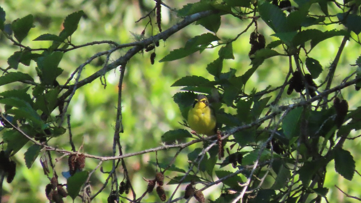 Kentucky Warbler - ML584855821