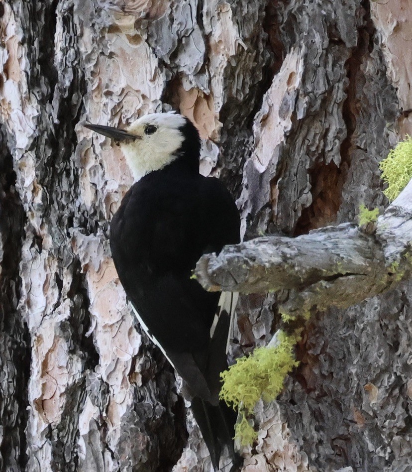 White-headed Woodpecker - Gretchen Framel