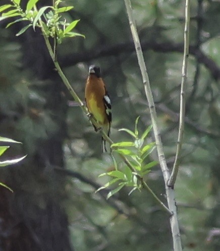 Black-headed Grosbeak - ML584855891