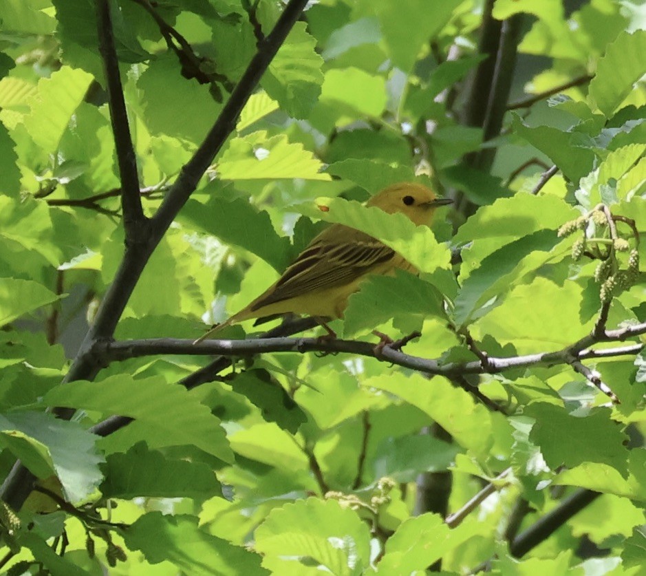 Yellow Warbler - ML584856161