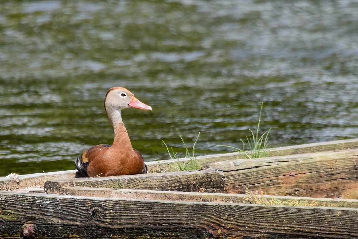 Dendrocygne à ventre noir - ML584856711